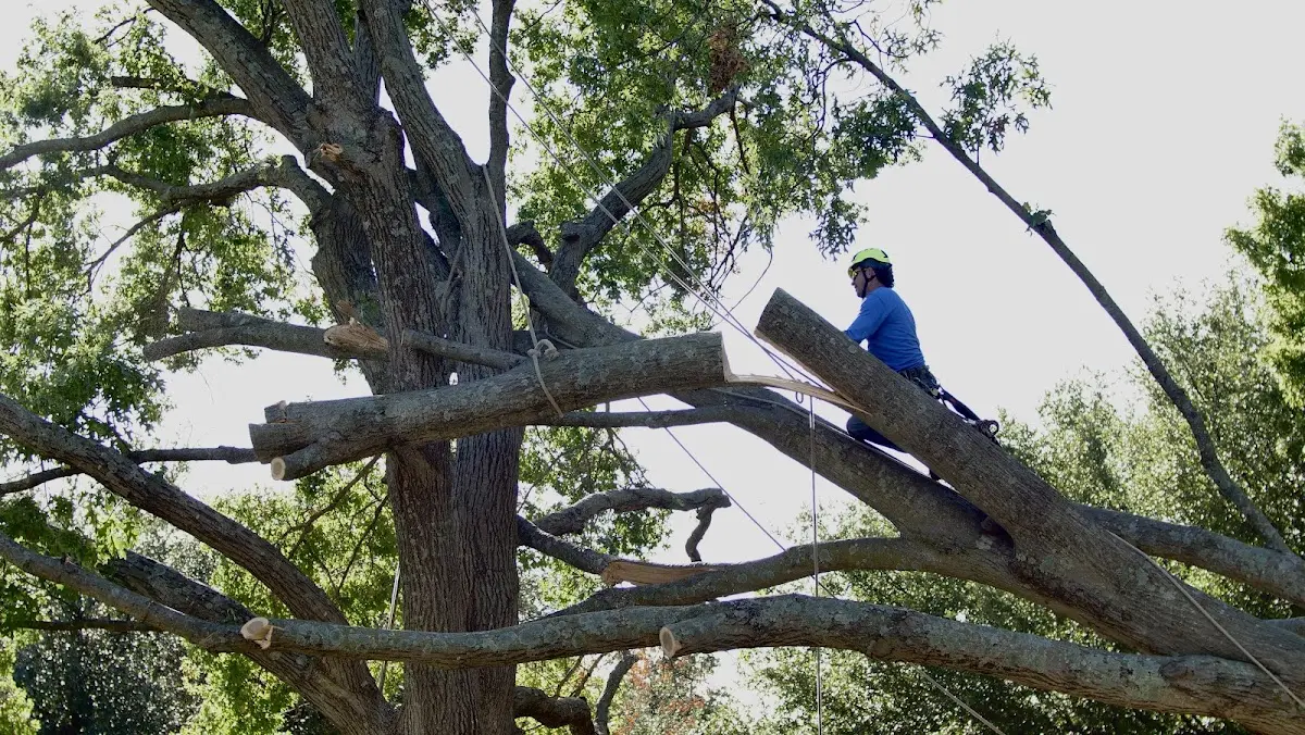 Professional Crown Thinning performed by certified arborists in Kilgore